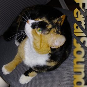 Feral Sound with Fox b2b CHRSBRRY – 21 Mar 2025